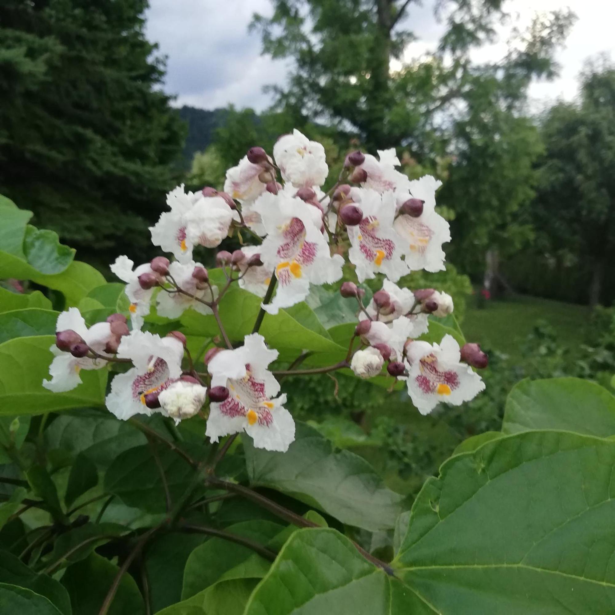 Haus Sonnengarten-Lienz Bagian luar foto